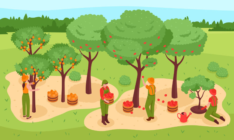 Illustration of apple trees and apple pickers at work